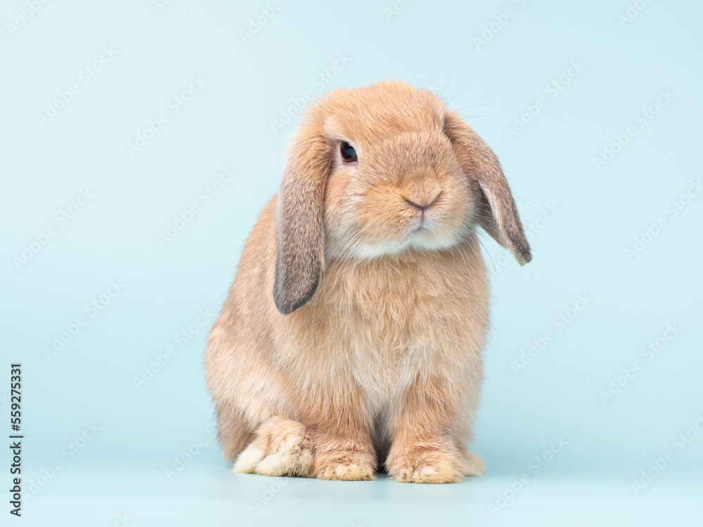 Front view of orange cute baby holland lop rabbit sitting on