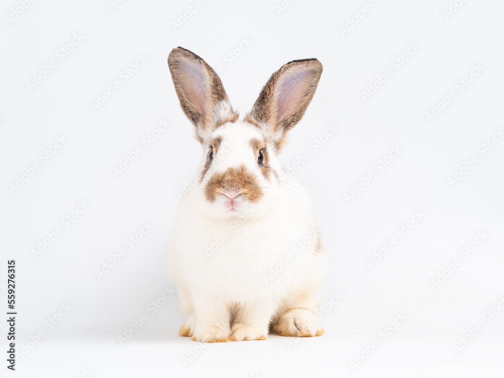 Front view of adult broken brown rabbit sitting on white background. Lovely adult rabbit looking at camera. Front view of adult broken brown rabbit sitting on white background. Lovely adult rabbit looking at camera.