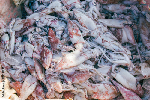 Collection of squid seafood for sale in the market.