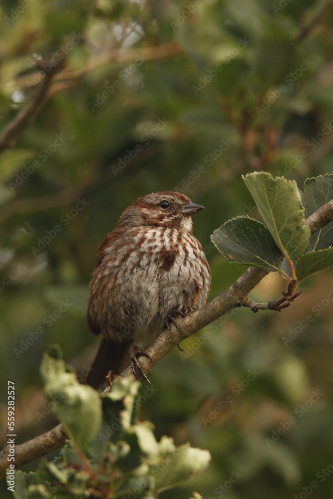 Single Song Sparrow on tree branch showing breast spot Single Song Sparrow on tree branch showing breast spot