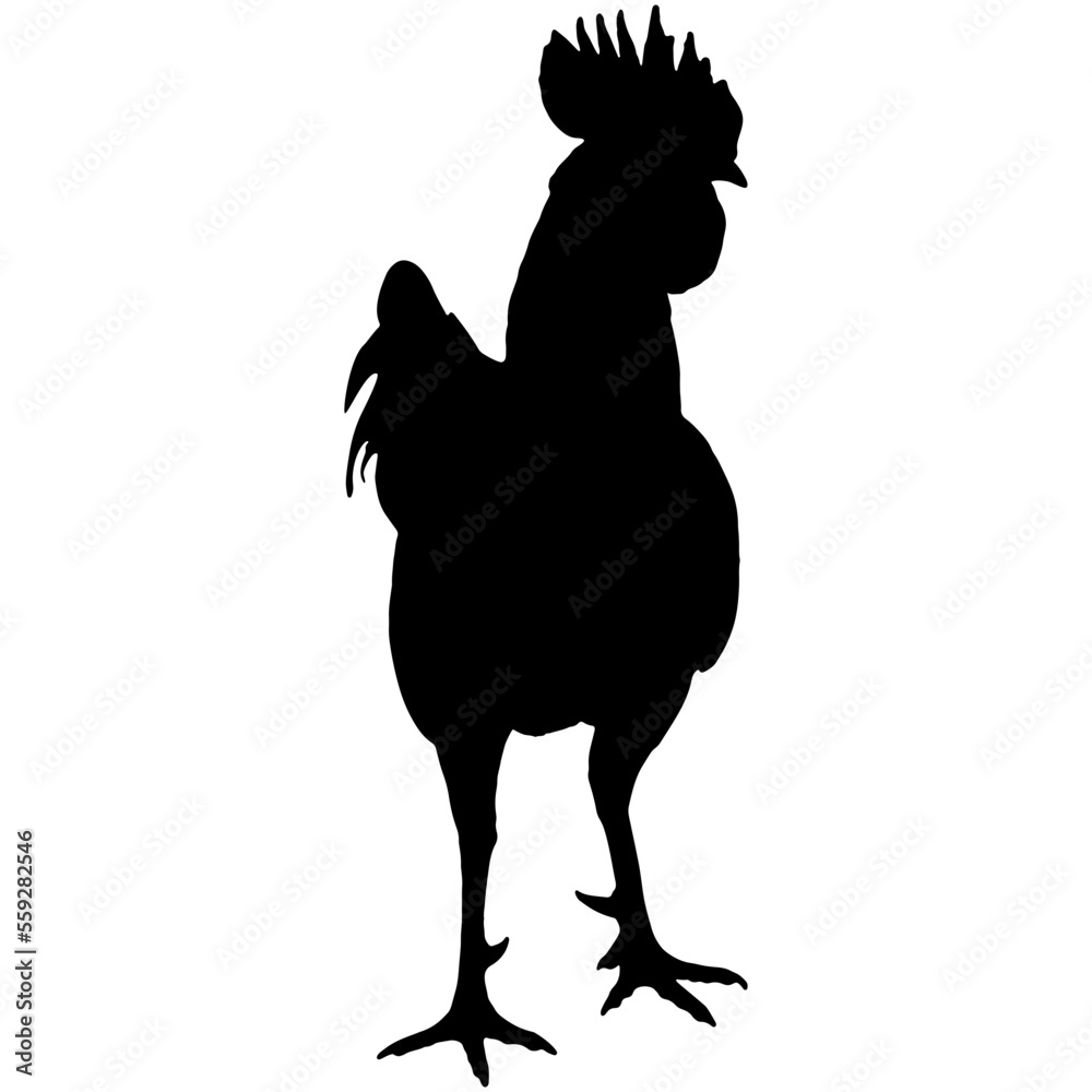 silhouette rooster isolated
