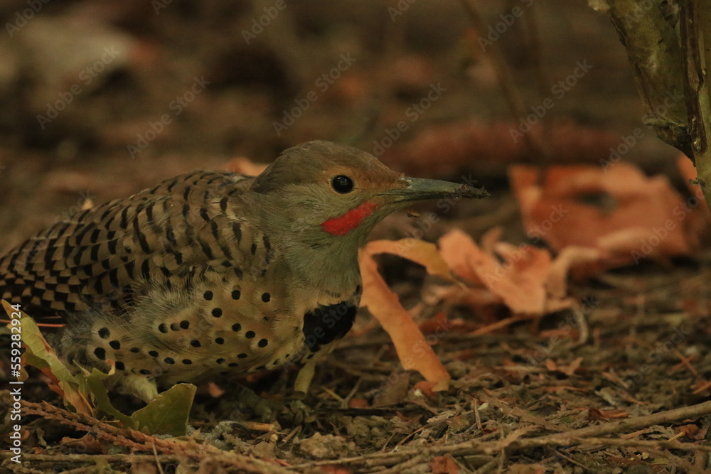 Naklejka premium Male red-shafted Northern Flicker foraging on the forest floor.
