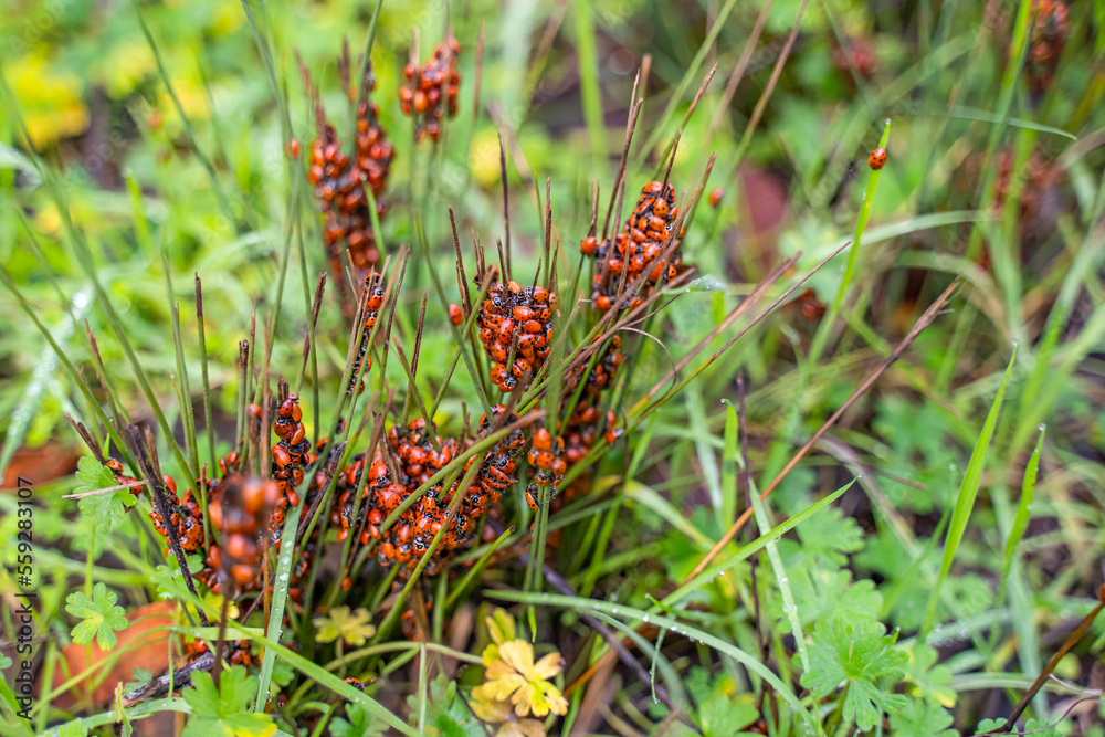 Lady bugs wintering. Many ladybugs on the grass. Selective focus.