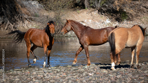 Bay mare mustang meeting bay stallion wild horse at the Salt River near Mesa Arizona United States