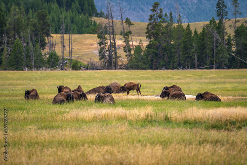 A herd of bisons feeding in the meadow in Yellowstone National Park.