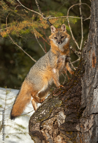 Cross Fox in Winter