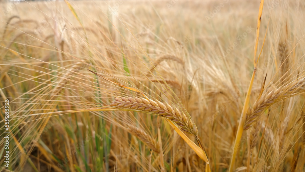 ears of ripe wheat in the field on a summer day ears of ripe wheat in the field on a summer day
