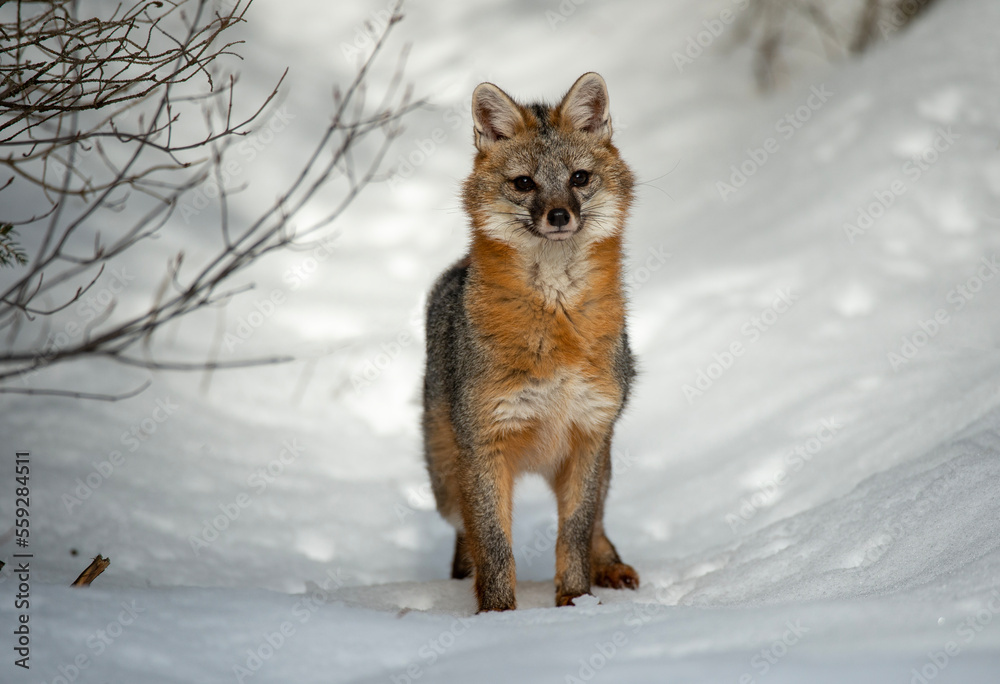 Cross Fox in Winter Cross Fox in Winter
