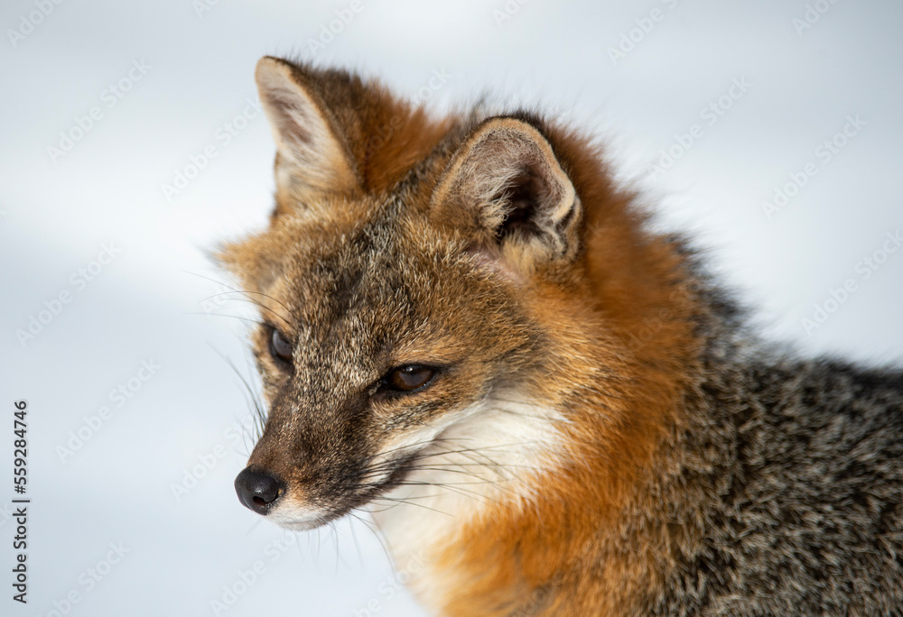 Cross Fox in Winter