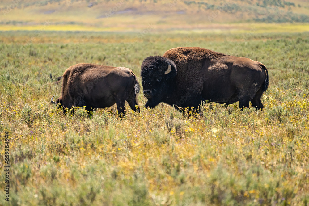 Pair of bison in the meadow. Yellowstone National Park.