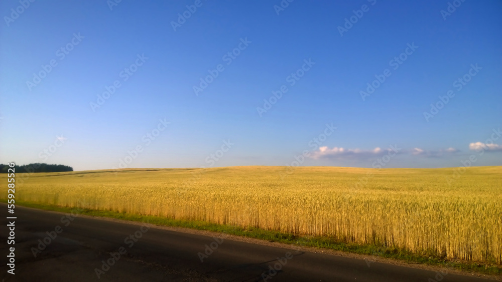field of ripe wheat on a Sunny day.