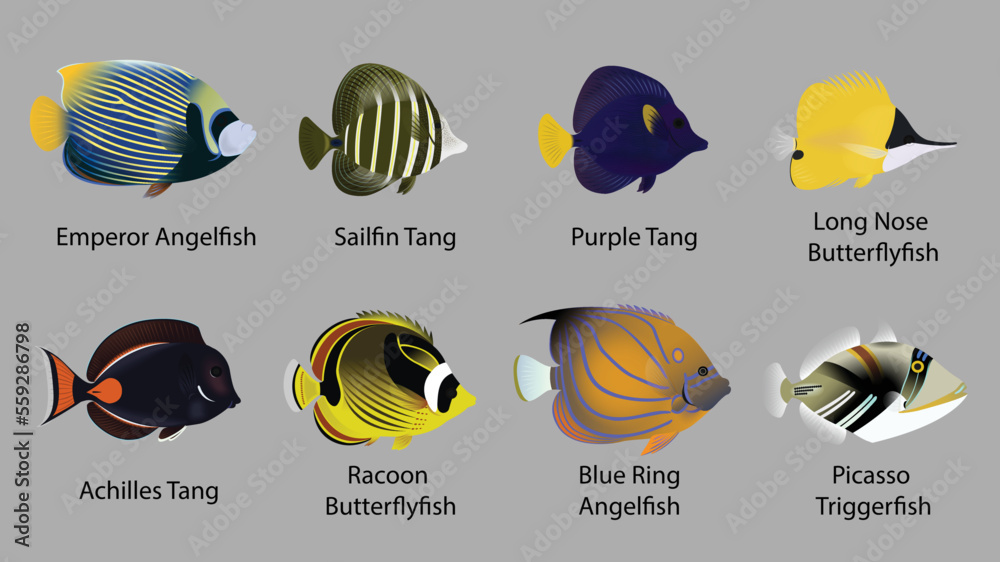 Marine Fish 3 Marine Fish 3