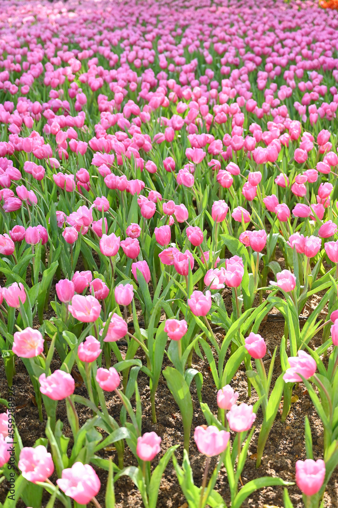beautiful pink tulip in the garden, natural background