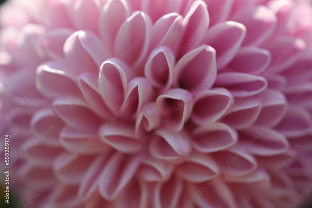 beautiful pink chrysanthemum flower in the garden beautiful pink chrysanthemum flower in the garden