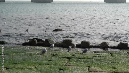 Seagulls resting on the beach
