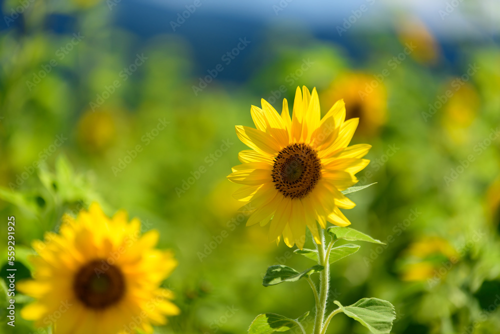 Fototapeta premium 向日葵