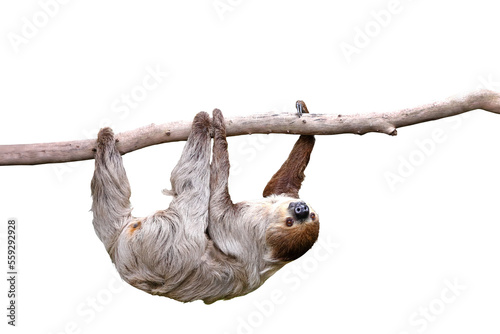 Fototapeta Naklejka Na Ścianę i Meble -  Cute two-toed sloth hanging on tree branch isolated on transparent background png file