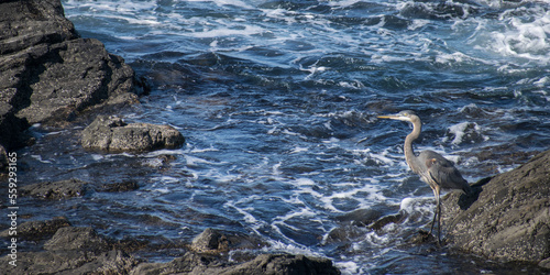 Great Blue Heron of California, at Sea Ranch