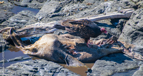 Turkey Vulture feeding on a Harbor Seal carcass at Sea Ranch, CA