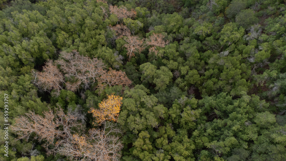 Aerial View of Dense Forest in San Marcos Pass, Santa Ynez Valley, California