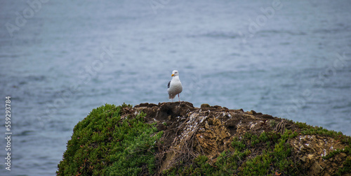 Seagulls at Sea Ranch, CA in the spring