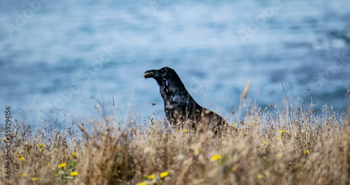 Black Crow feeding on the coast at Sea Ranch, CA