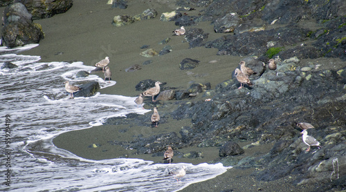 Seagulls at Sea Ranch, CA in the spring