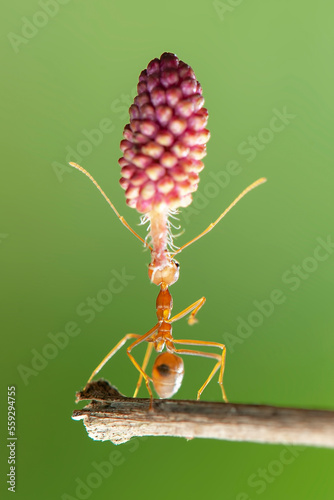 Red ant lifting, Strong Ants, Ant carrying in tropical garden 