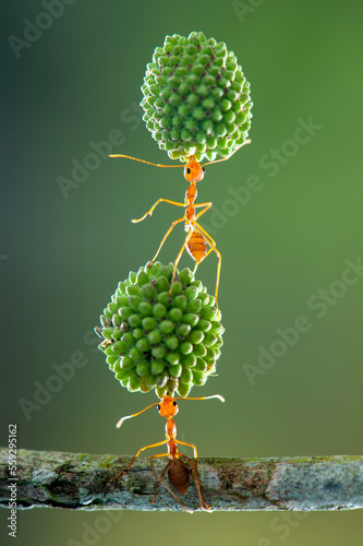 Red ant lifting, Strong Ants, Ant carrying in tropical garden 