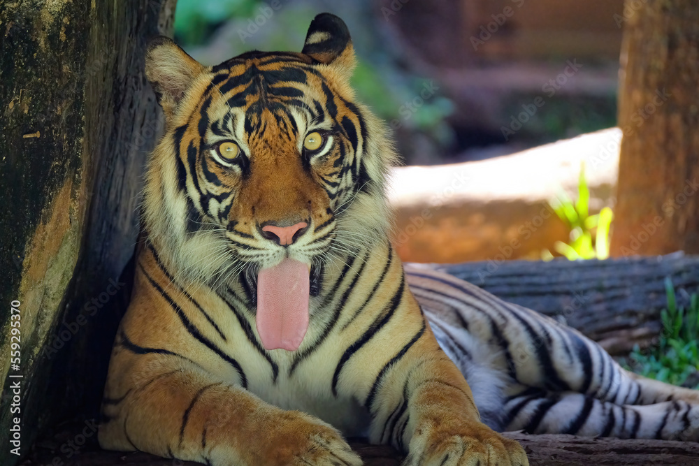 Fototapeta premium tiger in the zoo