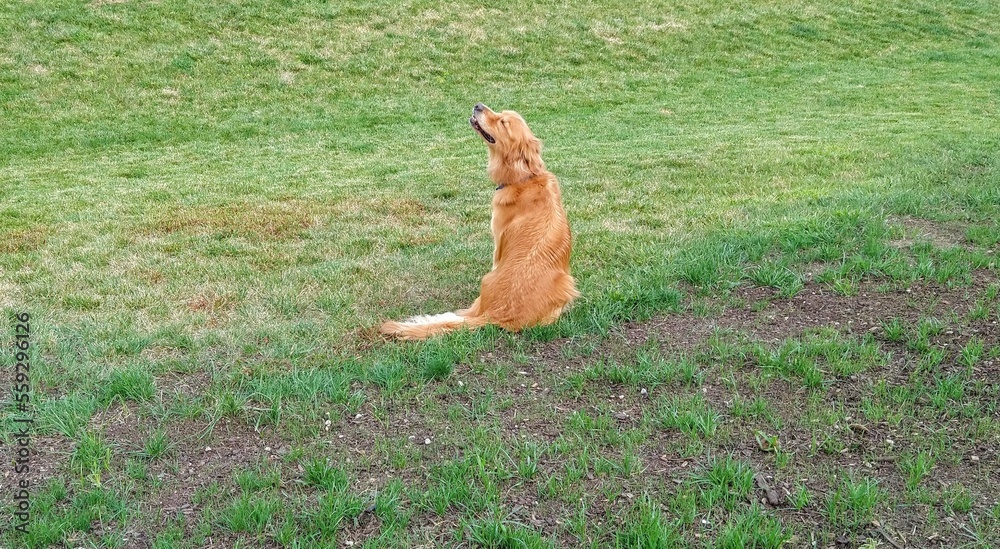 Glamorous Golden Retriever in Backyard Glamorous Golden Retriever in Backyard