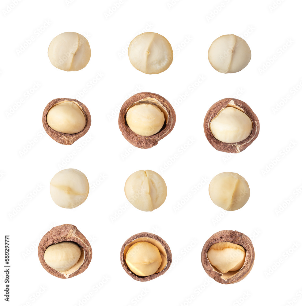 Peeled Macadamia nut isolated on transparent png Peeled Macadamia nut isolated on transparent png