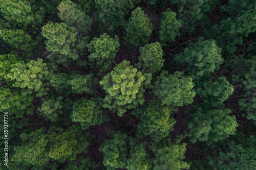 Aerial view of a pine tree plantation near Brisbane © FRPhotos
