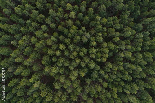 Aerial view of a pine tree plantation near Brisbane