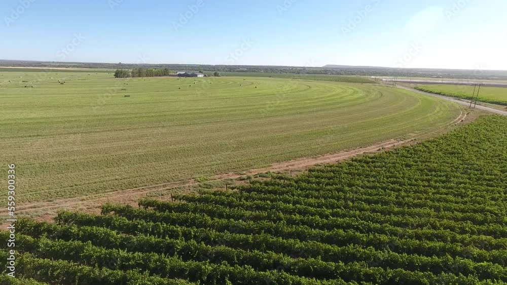 Aerial view of a hay field after cutting and baling with hay bales standing in the field Aerial view of a hay field after cutting and baling with hay bales standing in the field