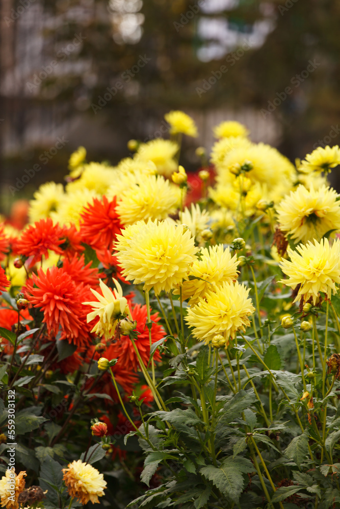 Colorful dahlia flowers in garden Colorful dahlia flowers in garden