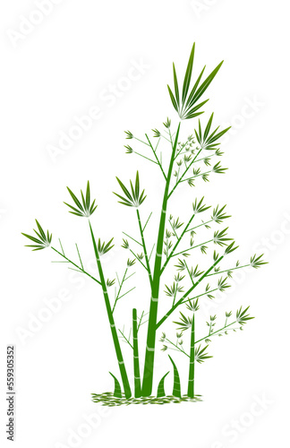 The illustrations and clipart. Vector image. group of bamboo trees