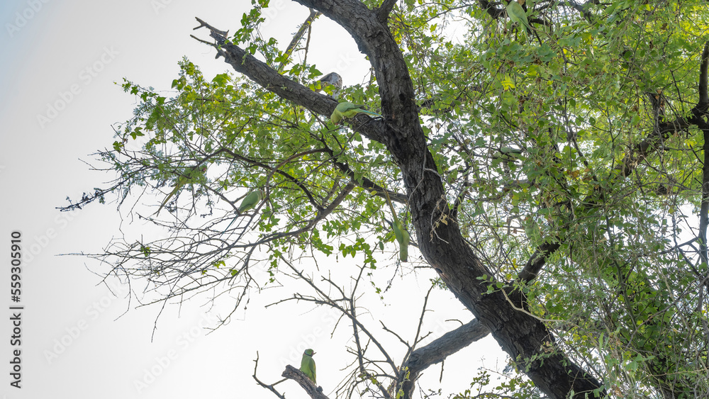 A family of green Indian ringed parrots lives in a tree. Birds sit and hang on the branches among the foliage against the blue sky. India. Keoladeo Bird Sanctuary. Bharatpur A family of green Indian ringed parrots lives in a tree. Birds sit and hang on the branches among the foliage against the blue sky. India. Keoladeo Bird Sanctuary. Bharatpur