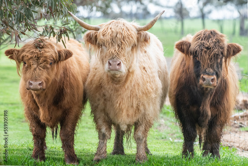 Three brown highland cows standing together in green paddock looking at camera