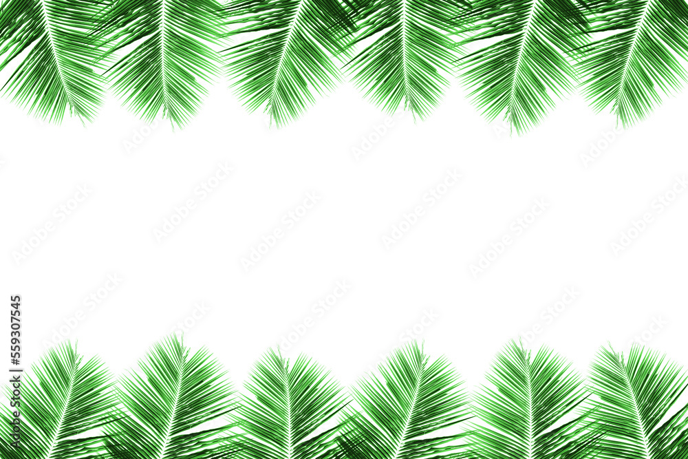 Green branch palm or coconut leaf isolated on background. Summer tropical beach with minimal concept.