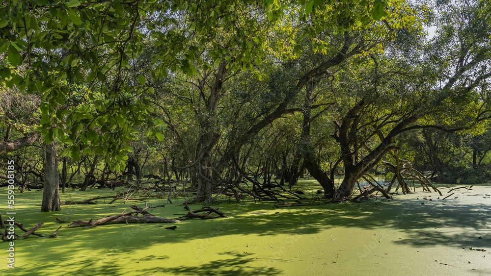 A mysterious shady forest in a swamp. Sprawling trees with twisted branches against the sky. Dry driftwood floats in the water covered with green duckweed. India. Keoladeo Bird Sanctuary. Bharatpur.