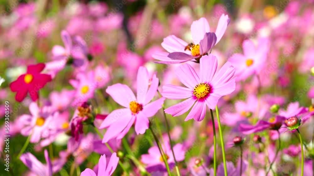 Beautiful cosmos flowers and bee in the garden, outdoor Chiangmai Thailand Beautiful cosmos flowers and bee in the garden, outdoor Chiangmai Thailand