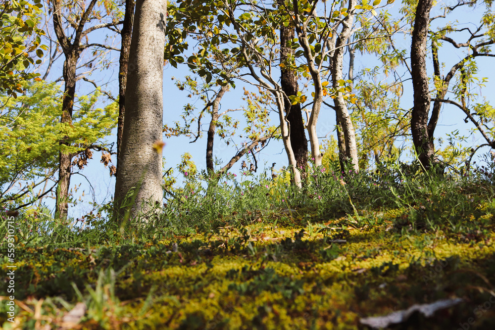Fototapeta premium autumn in the forest