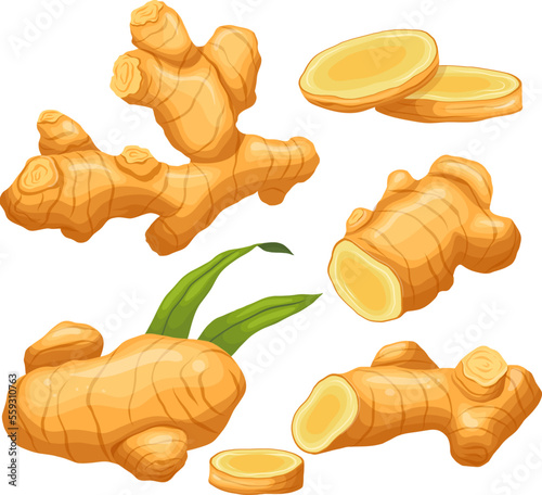 ginger root food set cartoon. ingredient organic, spice herb, healthy plant, fresh raw, vegetable medicine, nature seasoning ginger root food vector illustration