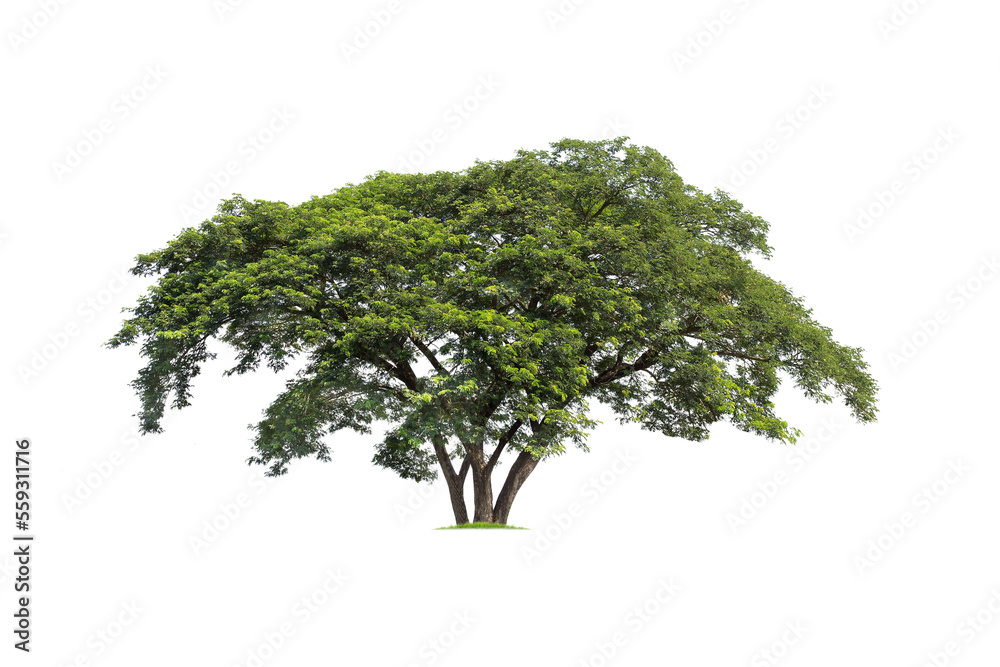 Naklejka premium Samanea saman, Rain tree, isolated on White Background. tropical trees isolated used for design, advertising and architecture