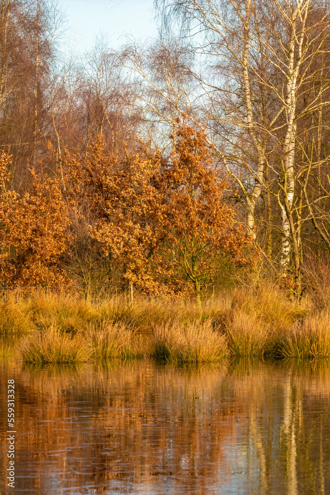 Landscape, a half-frozen lake in front of the forest, Reflections of the trees in the water with ice. Warm colors, winter, frost and cold