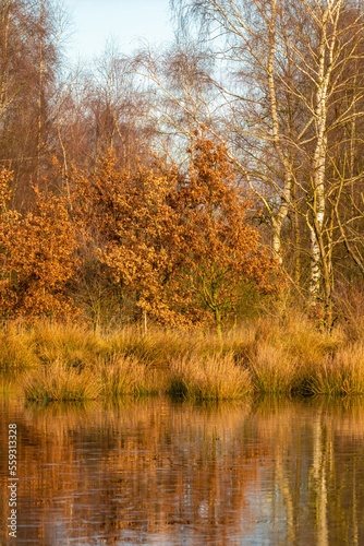Obraz na płótnie Landscape, a half-frozen lake in front of the forest, Reflections of the trees in the water with ice. Warm colors, winter, frost and cold w salonie