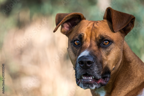 Large crossbreed brown dog portrait