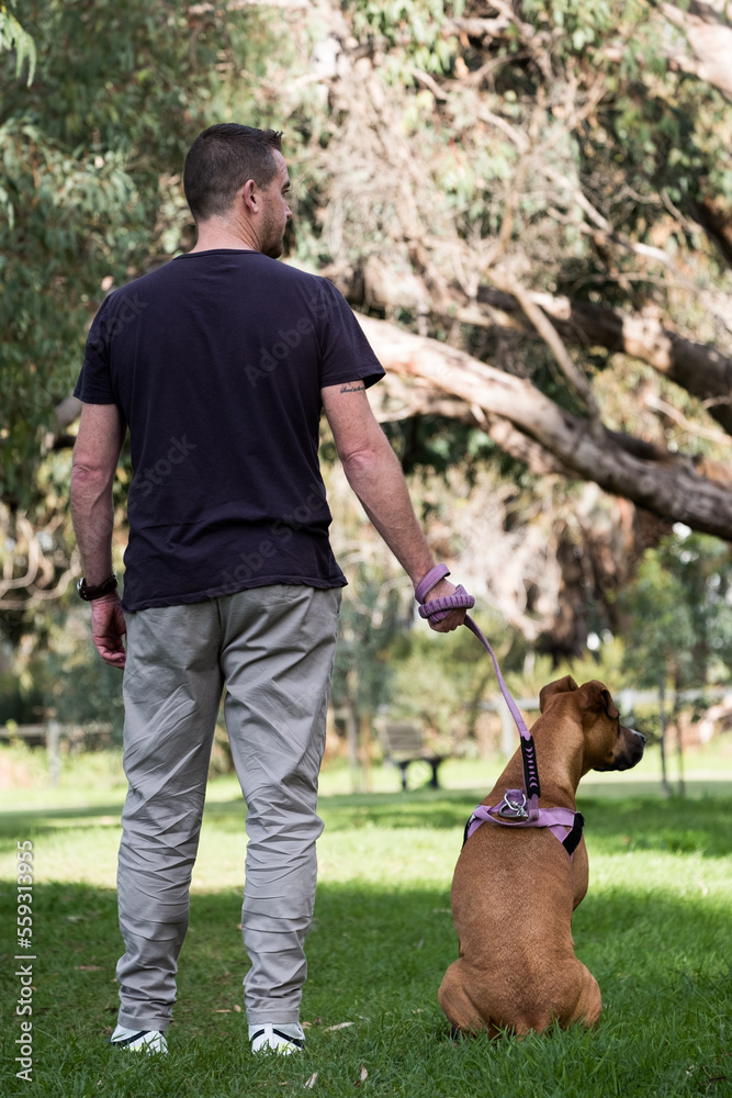 Man and Sitting Large Crossbreed Dog looking into Distance facing away from Camera Man and Sitting Large Crossbreed Dog looking into Distance facing away from Camera