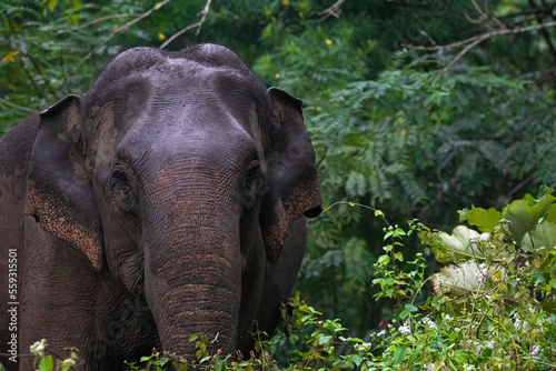 Asian wild elephant in jungle - Closeup shot